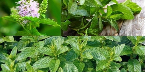 Pepermint: koristi i štete za muškarce, za žene, tokom trudnoće